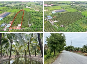 พื้นที่สวนมะพร้าว วิไลลักษณ์ ขายที่ดินพร้อมสวนมะพร้าว บางใหญ่ นน